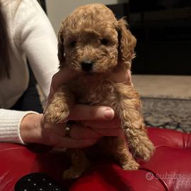 Cuccioli Barboncino Toy