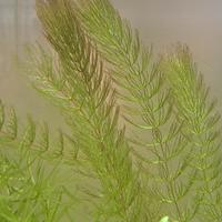 Pianta per acquario Ceratophyllum