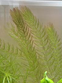 Pianta per acquario Ceratophyllum