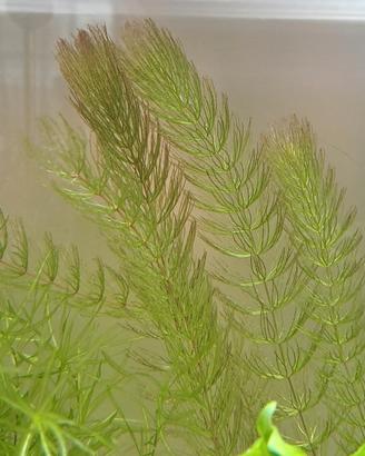 Pianta per acquario Ceratophyllum