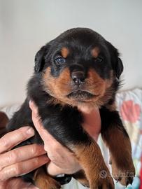Cuccioli Rottweiler