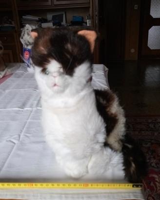 Splendidi peluche TRUDI gatti colori vari
