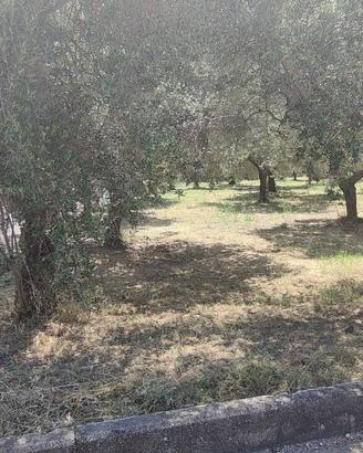 Terreno di 3401 m² a Treglio