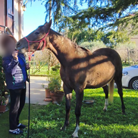 Splendida Puledra Paint x Arabo