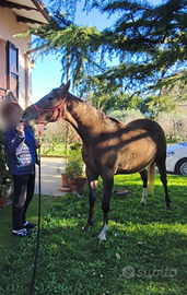 Splendida Puledra Paint x Arabo