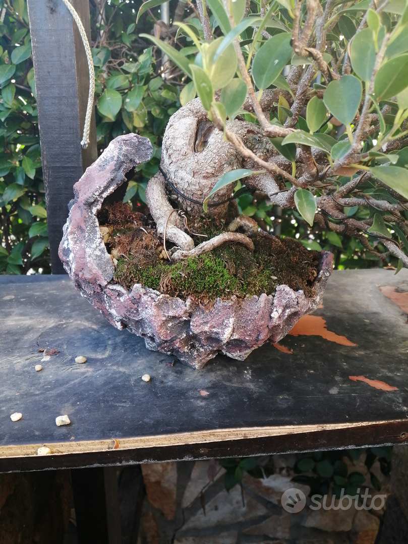 Vasi bonsai - Giardino e Fai da te In vendita a Benevento