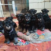 Schnauzer nano nero argento