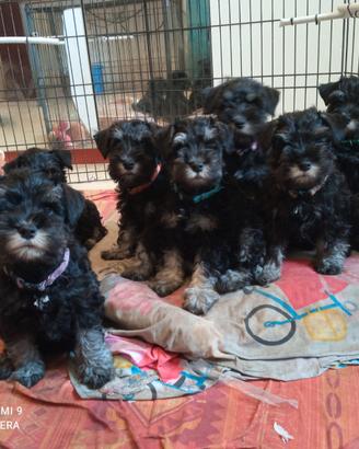 Schnauzer nano nero argento