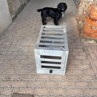 Trasporto cane per auto