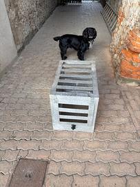 Trasporto cane per auto