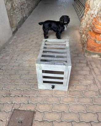 Trasporto cane per auto