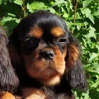 Cavalier King Charles Spaniel black and tan o ruby