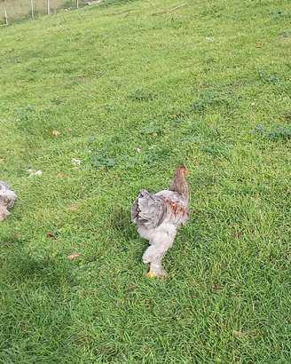 Brahma blu