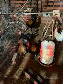 Galli e galline