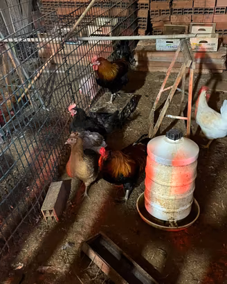 Galli e galline