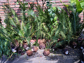 Cycas polloni