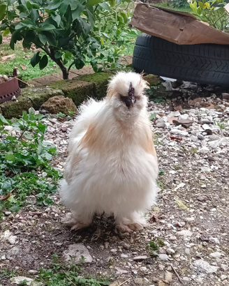 Gallo Moroseta giovani