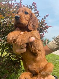 Cuccioli di Setter Irlandese - linea da lavoro