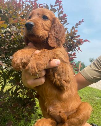 Cuccioli di Setter Irlandese - linea da lavoro
