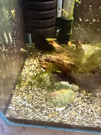 Gamberetti Neocaridina Davidii ( yellow neon )