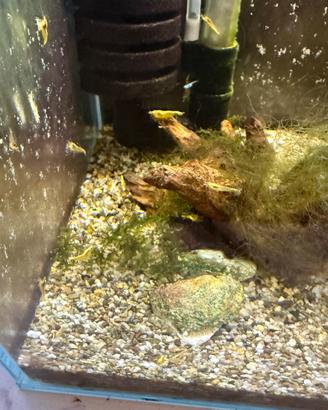 Gamberetti Neocaridina Davidii ( yellow neon )