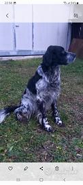 Setter inglese maschio nero e bianco blue belton
