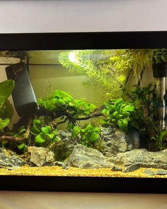 Acquario