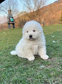 Pastore abruzzese maremmano cuccioli enci