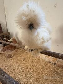 Galline moroseta e altro