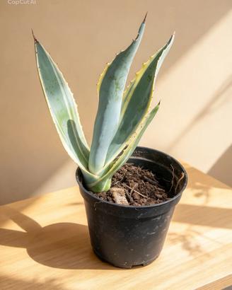 Piantina di agave variegata