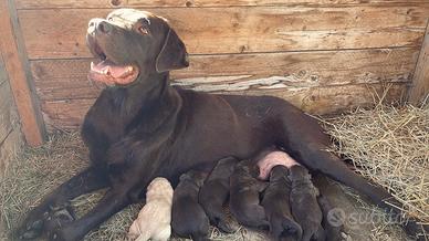 Cuccioli Labrador Retriever