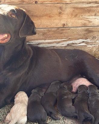Cuccioli Labrador Retriever