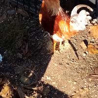 Galli e galline paesani