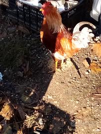 Galli e galline paesani