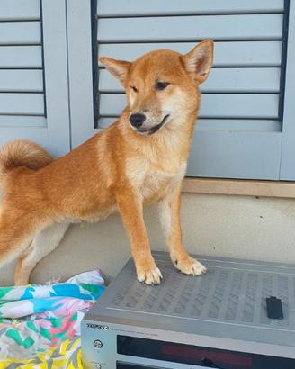 Shiba inu