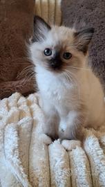 Ragdoll con Pedigree