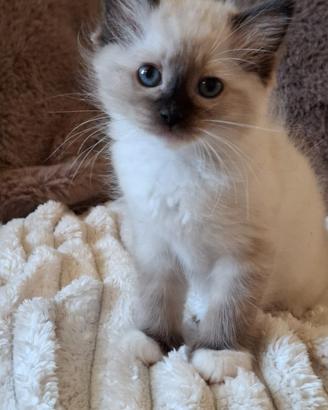 Ragdoll con Pedigree