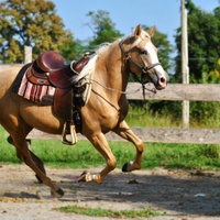 Cavalla doppio pony (pony games, salto ostacoli)