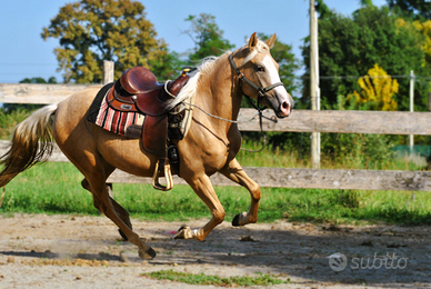 Cavalla doppio pony (pony games, salto ostacoli)