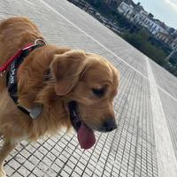 Golden retriever per monta