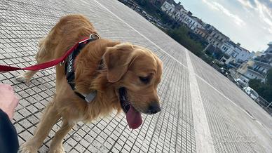 Golden retriever per monta