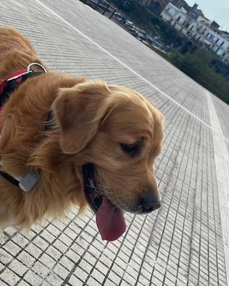 Golden retriever per monta