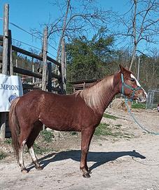 Puledra argentina x quarter