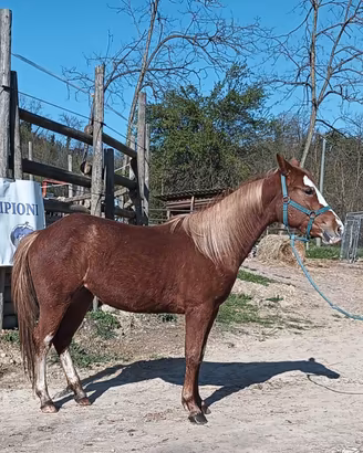 Puledra argentina x quarter