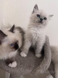 Ragdoll