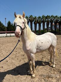 Cavallo appaloosa