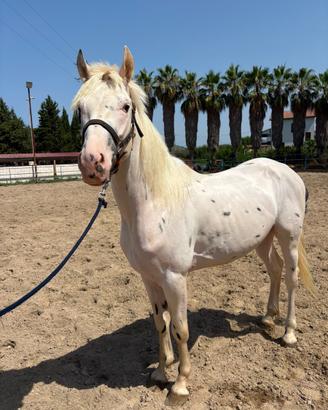 Cavallo appaloosa