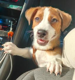 Cucciolo di Jack Russell Terrier