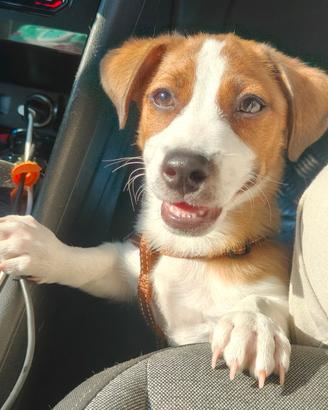 Cucciolo di Jack Russell Terrier