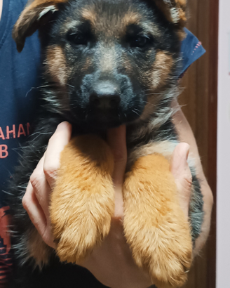 Cuccioli pastore Pastore tedesco